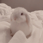 Les bunnies