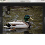 The duck army..!