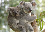 Koalagirls