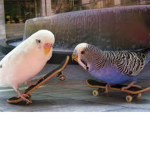 Budgies<3