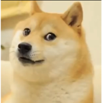 Doge We Love.. Doge!