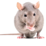 The Mouse Union