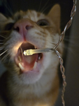let's talk about ur cat with rose
