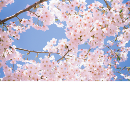 Dearest's ~ 🌸