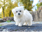 #LoveAnimal