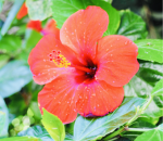 ~Maddie's Flowers~