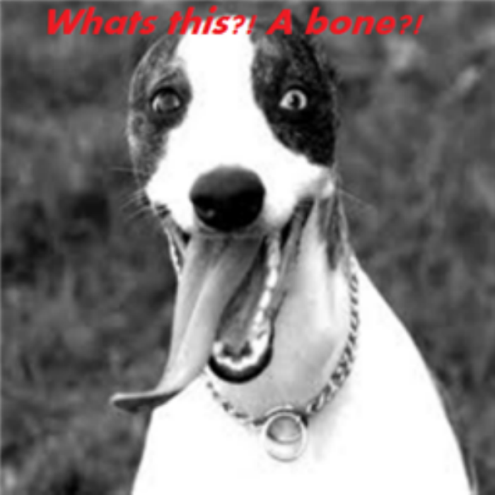 Funny dog 1 Roblox decal