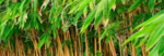 Sigma bamboo eaters