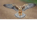 Dark Falcon BuyMy Shirt IWill donate youmore robux