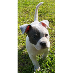The super hero puppys