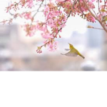 Flower Birds