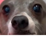 Koala Club <3