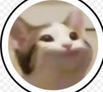 Popcats best friends