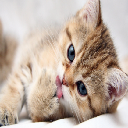 Cute Kitty!!! Roblox decal