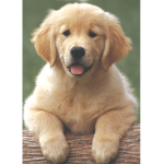 Dog savers for Iife