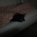 project.meow