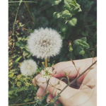 ~ dandelions ~