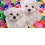 Puppy Fan Group!