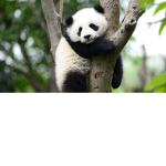 The best panda squad!