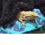 Goofy lizard