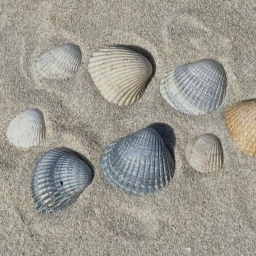 ˖°🌊⋆🐚🫧