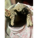 Cutie Furry Cat Love