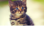 Super ###### dei gatto e ###########