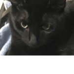 •Loving black cats•