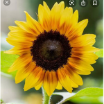 #Sunflower Army Group