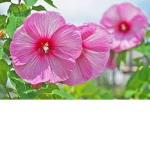 really cool flower group