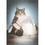 Cat Needs Milk