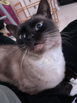 +ғᴀʟʟᴇɴ ᴀɴɢᴇʟ+