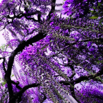 WISTERYA