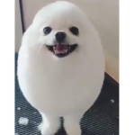 Eggdog is amazing