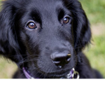 Retriever Amy