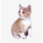 Kitty kat paws!