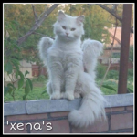 'xenas
