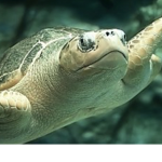 Awkward turt1es