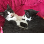 who love's kitten's and roblox we do