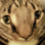 tabby productions