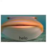 fishhh(fishh)