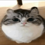 funni cat image