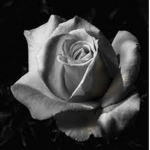 ღ gothic desires ღ