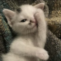 miuw