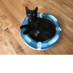 Cutecats5625 freinds