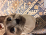 Bibi The best
