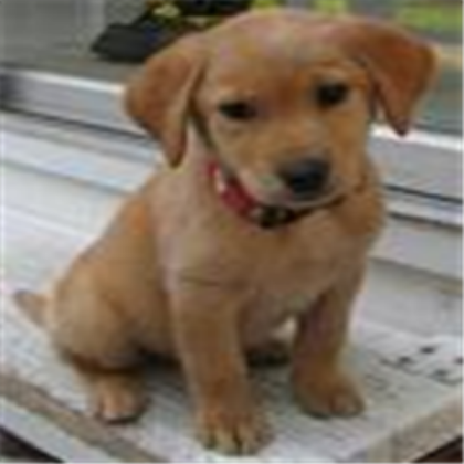 REST IN PEACE (CHEECHEE) MY DOG 1999-2008 Roblox decal