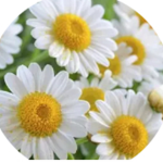 Mes fleurettes