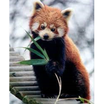 Panda's designer clothes