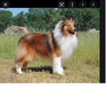 Only join if love dogs
